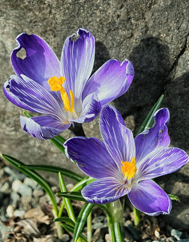 Spring is in the air, a crocus from out the road. (Courtesy Photo / Kenneth Gill, gillfoto)