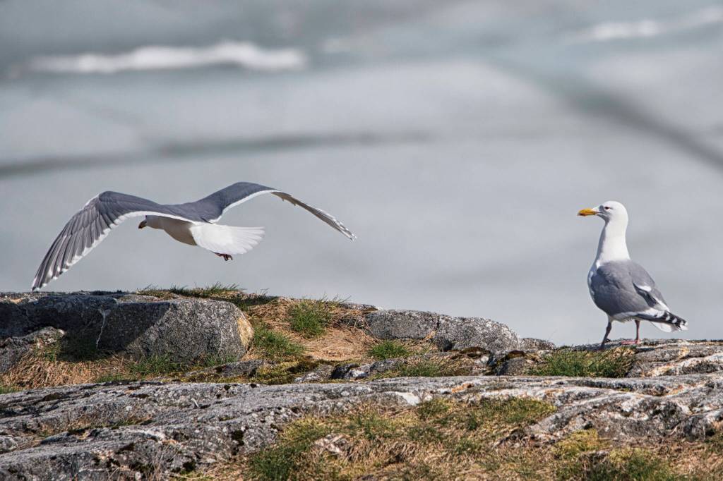 Western gulls on Rock Peninsula overlooking lightly frozen Mendenhall Lake. (Courtesy Photo / Kenneth Gill, gillfoto)