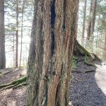 A fluted hemlock trunk shows the deep furrows between ridges/buttresses. (Courtesy Photo / Mary F. Willson)