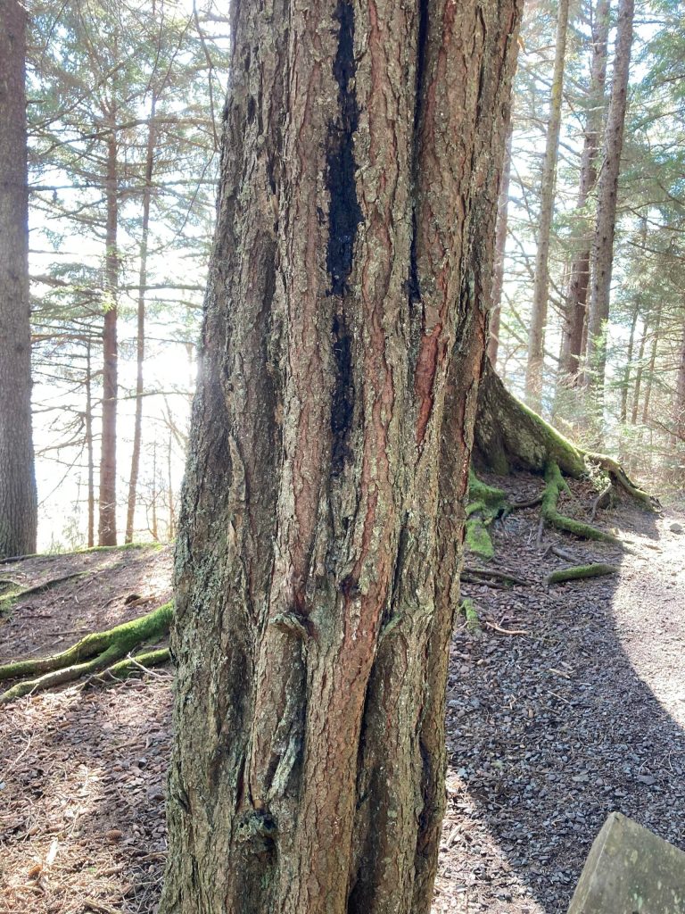 A fluted hemlock trunk shows the deep furrows between ridges/buttresses. (Courtesy Photo / Mary F. Willson)
