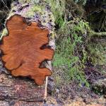 A cross-section of a fluted hemlock trunk shows a very deep flute and a flute that has closed. (Courtesy Photo / Mary F. Willson)