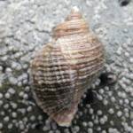 The file whelk (Nucella lima) preys on molluscs and barnacles by boring through the shells. (Courtesy Photo / Aaron Baldwin)