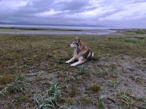 Keishísh enjoys the beach in Juneau (Yeilk Vivian Mork / For the Capital City Weekly)