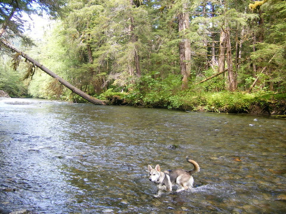 Keishísh enjoyed swimming in Indian River, Sitka. (Yeilk Vivian Mork / For the Capital City Weekly)