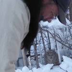 A female lynx watches UAF ecologist Knut Kielland from within a live trap. (Courtesy Photo / Ned Rozell)