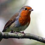 This photo, available under a Creative Commons license, shows a European robin. While its name is similar to that of the American robin, they are not closely related. (Courtesy Photo / Charles J. Sharp)