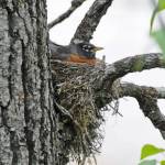 An American robin sits on a nest. (Courtesy Photo / Bob Armstrong)