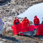The Alaska SeaLife Center Wildlife Response Team prepares to transport a female elephant seal to the Alaska SeaLife Center on March 21, 2022 after receiving approval from the National Oceanic and Atmospheric Administration. The seal appeared bloated and unusually lethargic. (Kaiti Grant/Alaska SeaLife Center)