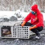 Alaska SeaLife Center Animal Care Specialist Savannah Costner releases a 1-year-old female elephant seal back to the ocean on March 24, 2022, after the animal was admitted as a patient to the ASLC Wildlife Response Program. The 320-pound animal was released near Lowell Point in Seward, Alaska. (Kaiti Grant/Alaska SeaLife Center)