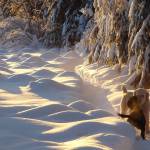 Two dogs greet each other Jan. 7, 2022, when the temperature was minus 22F and the sun set before 5 p.m. (Courtesy Photo / Ned Rozell)