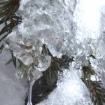 Ice on a spruce branch on Jan. 12, 2022, the result of a Fairbanks rain storm on Dec. 26, 2021. (Courtesy Photo / Ned Rozell)