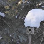 Snow leans off a chickadee house on March 11, 2022. (Courtesy Photo / Ned Rozell)