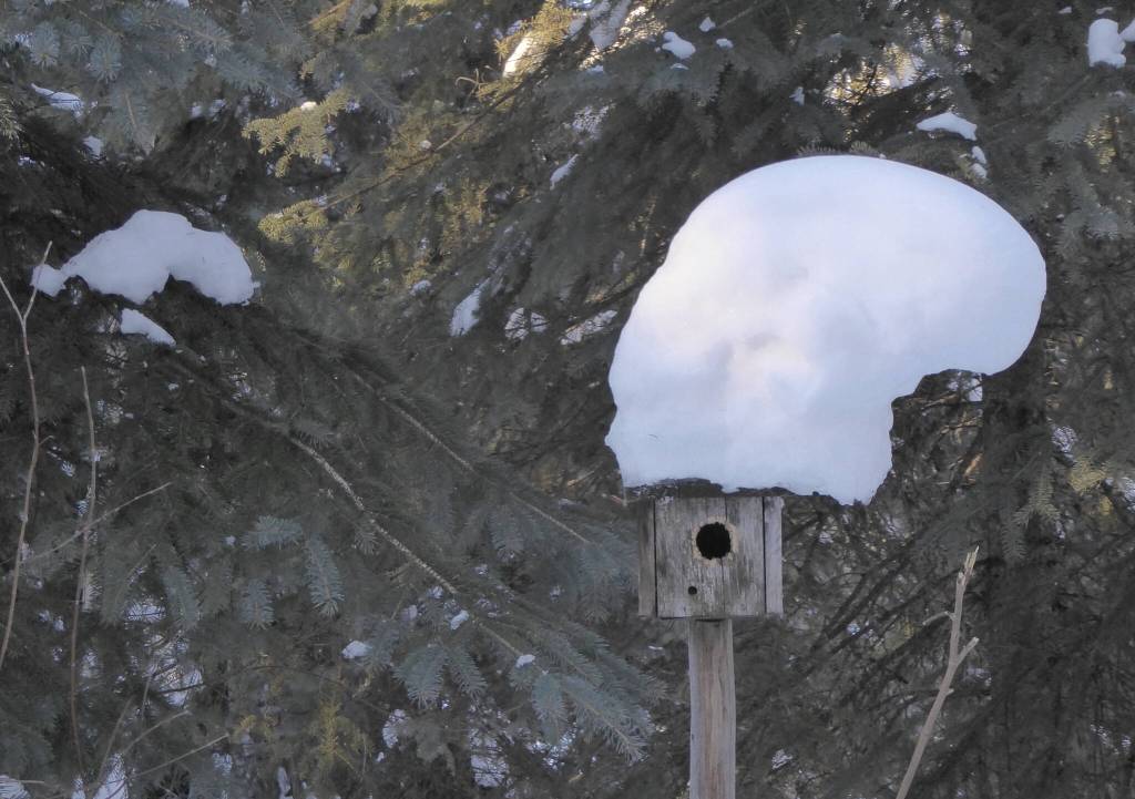 Snow leans off a chickadee house on March 11, 2022. (Courtesy Photo / Ned Rozell)