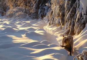 Two dogs greet each other Jan. 7, 2022, when the temperature was minus 22F and the sun set before 5 p.m. (Courtesy Photo / Ned Rozell)