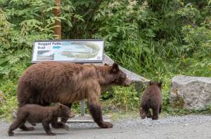 Nikki is an old favorite that we see near the Mendenhall Glacier Visitor Center; here she is with a couple of new cubs. Black bears mate in early summer, but the fertilized egg is not implanted until fall; then gestation takes about seven months, resulting in a tiny cub that won’t emerge from the den until early summer. (Courtesy Photo / Kerry Howard)