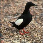 A black guillemot, sentinel of a changing planet, on Cooper Island off the coast of northern Alaska. (Courtesy Photo / George Divoky)