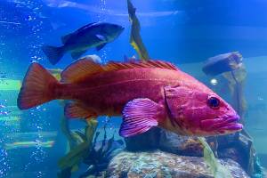 Michael S. Lockett / Juneau Empire 
This photo shows a rockfish in the aquarium at Douglas Island Pink and Chum Inc. on April 22, 2022. The hatchery is reopening to the public beginning Monday.