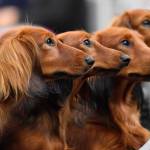 Dachshund dogs wait in a box before competition at a dog show in Dortmund, Germany, on Friday, Oct. 13, 2017. Research released on Thursday, April 28, 2022, confirms what dog lovers know _ every pup is truly an individual. A new study has found that many of the popular stereotypes about the behavior of specific breeds arent supported by science. (AP Photo / Martin Meissner)