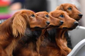 Dachshund dogs wait in a box before competition at a dog show in Dortmund, Germany, on Friday, Oct. 13, 2017. Research released on Thursday, April 28, 2022, confirms what dog lovers know _ every pup is truly an individual. A new study has found that many of the popular stereotypes about the behavior of specific breeds arent supported by science. (AP Photo / Martin Meissner)
