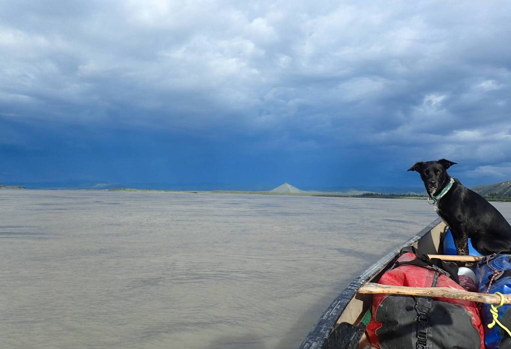 The author’s dog Cora rides a canoe on the Yukon River. Two-thirds of all the flowing water in Alaska makes its way into the Yukon. (Courtesy Photo / Ned Rozell)