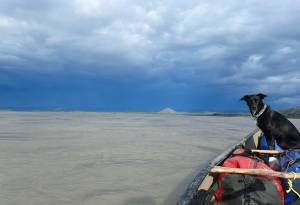 The author’s dog Cora rides a canoe on the Yukon River. Two-thirds of all the flowing water in Alaska makes its way into the Yukon. (Courtesy Photo / Ned Rozell)