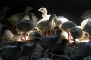 Turkeys stand in a barn on turkey farm near Manson, Iowa on Aug. 10, 2015. A Colorado prison inmate has tested positive for bird flu in the first confirmed case of a human being infected with the disease that has resulted in the death of millions of chickens and turkeys. The U.S. Centers for Disease Control and Prevention said Thursday, April 28, 2022, that the man who tested positive had been in a pre-release program and was helping removing chickens from an infected farm. (AP Photo / Charlie Neibergall)