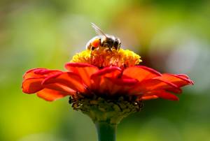 In this Sept. 1, 2015, photo, a honeybee works atop gift zinnia in Accord, N.Y. A shipment of honeybees bound from California to Alaska died after an airline re-routed them through Atlanta, then left them to sit on the tarmac during hot weather. Delta Air Lines said Friday, April 29, 2022, it is making changes to prevent a repeat of what happened last weekend. (AP Photo / Mike Groll)