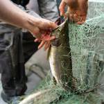 Rural and Indigenous Alaskans live in close balance to fish and wildlife. Ensuring management reflects the priorities, concerns, and knowledge of those community members is critical. (Courtesy Photo / Bethany Sonsini Goodrich)