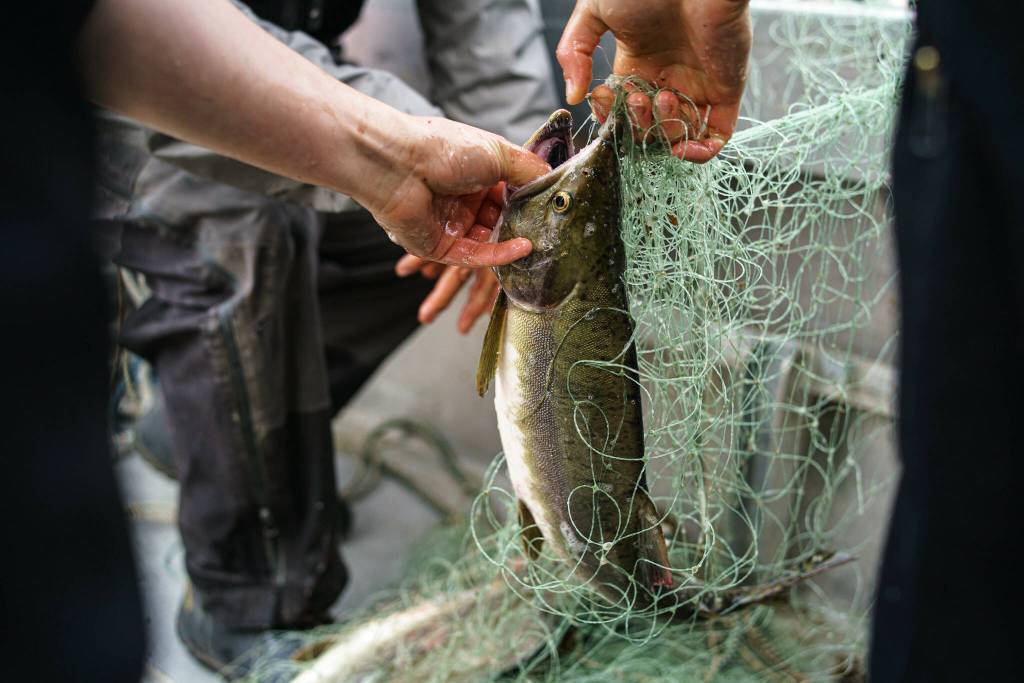 Rural and Indigenous Alaskans live in close balance to fish and wildlife. Ensuring management reflects the priorities, concerns, and knowledge of those community members is critical. (Courtesy Photo / Bethany Sonsini Goodrich)
