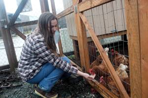 Anne Bonino-Britsch, a volunteer, feeds chickens at the Zach Gordon Youth Center. The first case of bird flu tied to a recent outbreak that's killed millions of turkeys and chickens was confirmed in Alaska last week, but local poultry owners said while they're being cautious, they aren't overly concerned. (Mark Sabbatini / Juneau Empire)