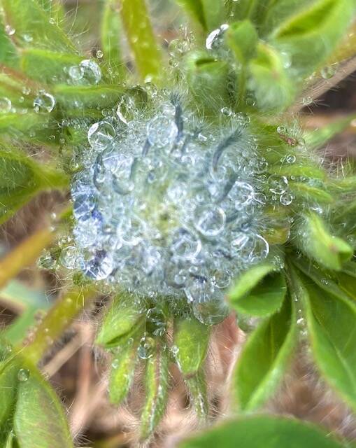 Raindrops congregate on the top of a lupine blossom as seen in Cowee Meadow. (Courtesy Photo / Denise Carroll)