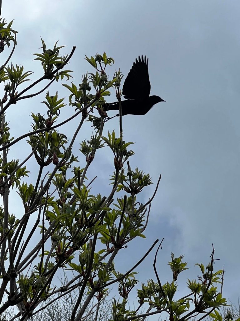 A Red-winged blackbird takes flight near Kingfisher Pond. (Courtesy Photo / Deana Barajas)