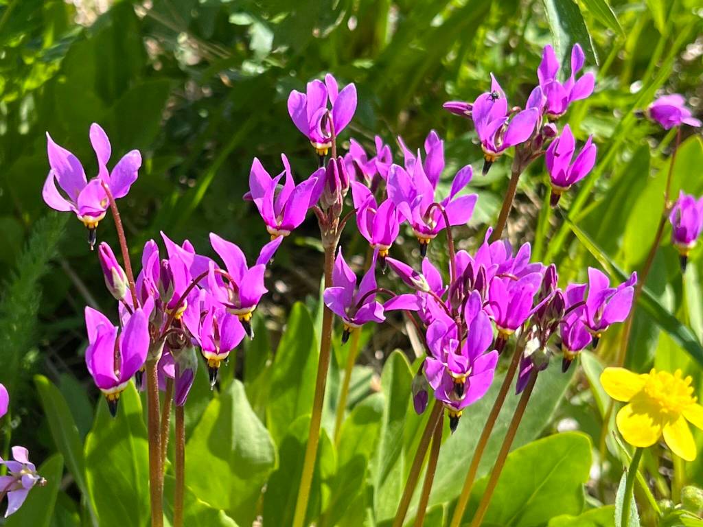 This photo was taken on Point Bridget Trail. (Courtesy Photo / Deana Barajas)