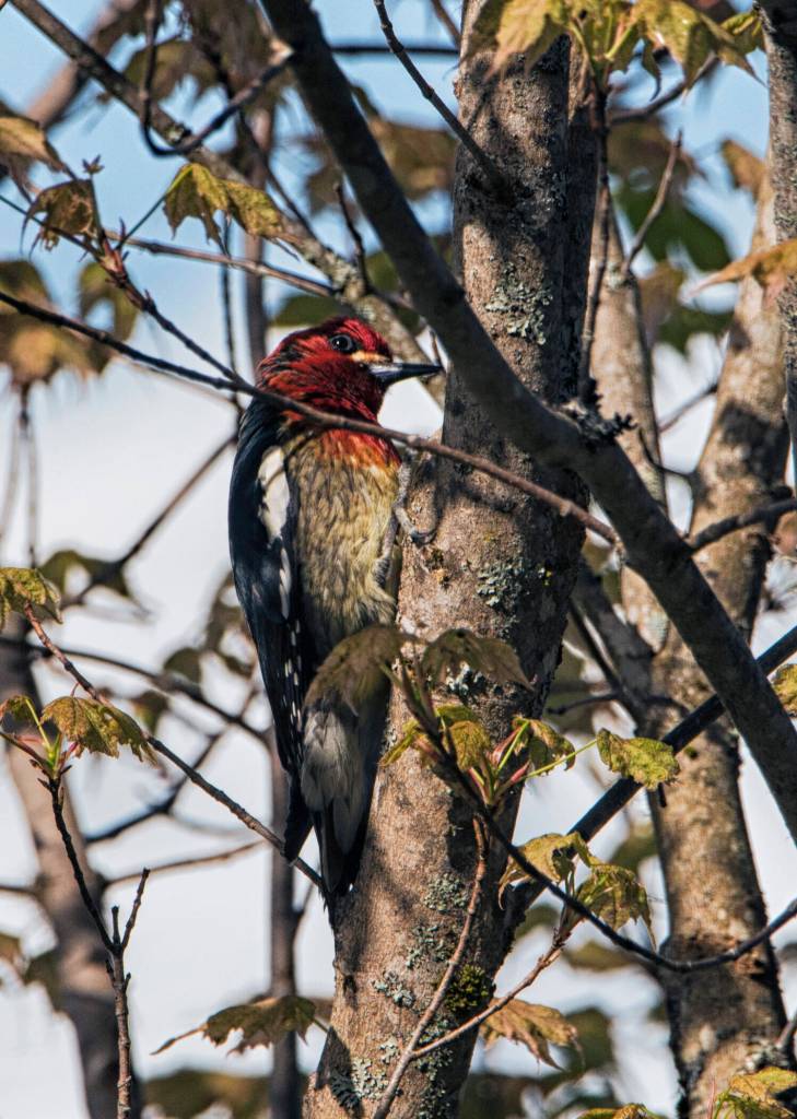Not so frequent visitor so far this year, writes Kenneth Gill of this photo showing a red-breasted sapsucker feeding off of a golden maple tree that is just blooming in Juneau. (Courtesy Photo / Kenneth Gill, gillfoto)