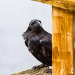 An inquisitive raven ponders the chance of free food during the 12th Annual Maritime Festival on May 7, 2022. (Michael S. Lockett / Juneau Empire)