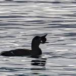 A white-winged scoter handles a prickly sea urchin. (Courtesy Photo / Bob Armstrong)
