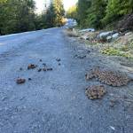 Moose scat on the side of the road in Wrangell. (Vivian Faith Prescott / For the Capital City Weekly)