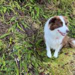 Oscar inspects the skunk cabbage in the Tongass National Forest in Wrangell. (Vivian Faith Prescott / For the Capital City Weekly)