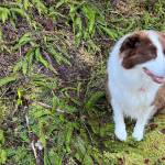 Oscar inspects the skunk cabbage in the Tongass National Forest in Wrangell. (Vivian Faith Prescott / For the Capital City Weekly)