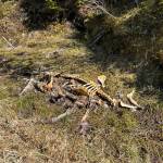 Deer bones lie in the ditch, Wrangell, Alaska. (Vivian Faith Prescott / For the Capital City Weekly)