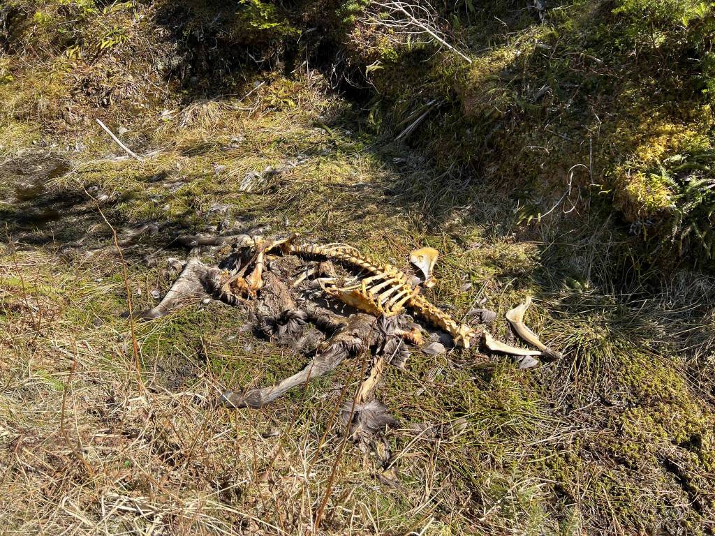 Deer bones lie in the ditch, Wrangell, Alaska. (Vivian Faith Prescott / For the Capital City Weekly)
