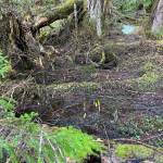Skunk cabbage protrudes from mud. Tongass National Forest in Wrangell. (Vivian Faith Prescott / For the Capital City Weekly)