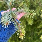 Looking for spruce tips in spring. Wrangell. (Vivian Faith Prescott / For the Capital City Weekly)