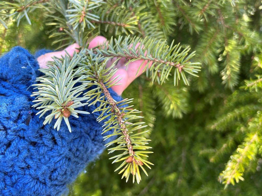 Looking for spruce tips in spring. Wrangell. (Vivian Faith Prescott / For the Capital City Weekly)