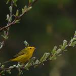 This photo shows a Wilsons warbler, which breeds in shrub habitat on the Tongass National Forest. (Courtesy Photo / Gwenn Baluss, U.S. Forest Service)