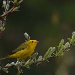 This photo shows a Wilsons warbler, which breeds in shrub habitat on the Tongass National Forest. (Courtesy Photo / Gwenn Baluss, U.S. Forest Service)