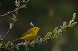 This photo shows a Wilsons warbler, which breeds in shrub habitat on the Tongass National Forest. (Courtesy Photo / Gwenn Baluss, U.S. Forest Service)