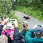 Tourists watch as one of two cubs belonging to an 18-year-old sow black bear crosses the path between groups of tourists visiting the Mendenhall Glacier Visitor Center on Wednesday, July 18, 2018. (Michael Penn / Juneau Empire File)
