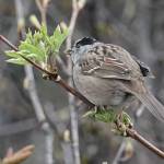 A golden-crowned sparrow nibbled on elderberry flower buds. (Courtesy Photo / Bob Armstrong)