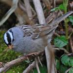 White-crowned sparrows were flocking with golden-crowns along the beach route. (Courtesy Photo / Bob Armstrong)